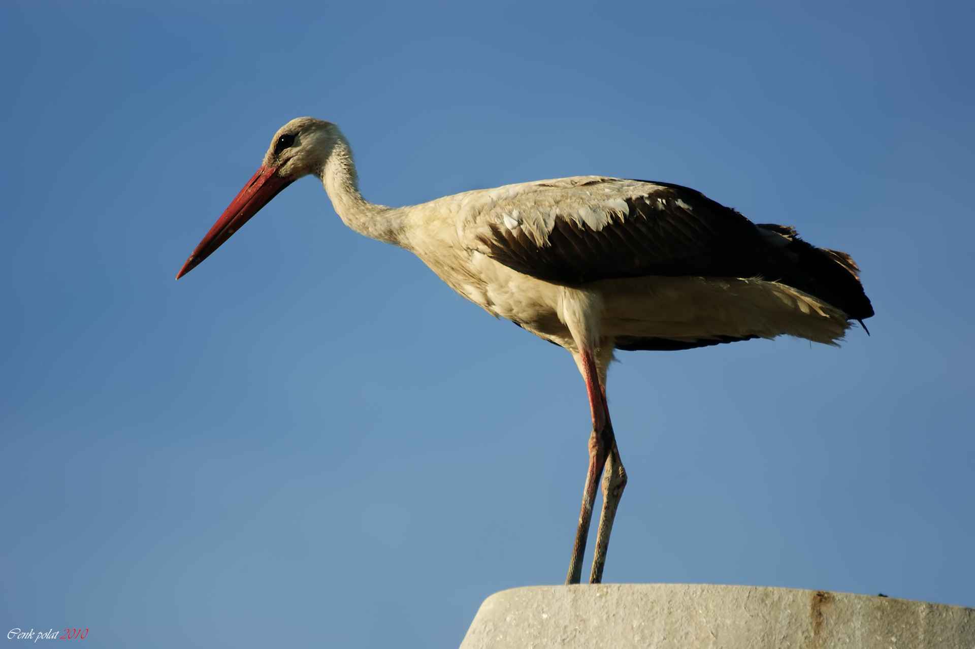 White Stork